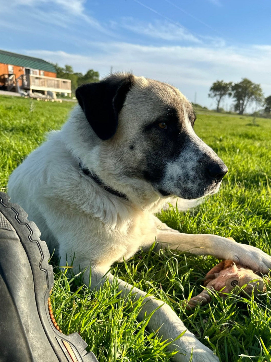 PasturedPaws